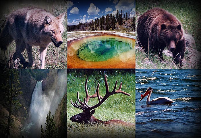 Yellowstone National Park